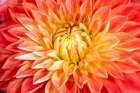 USA, Washington State, Sammamish. Dahlia closeup Art Print